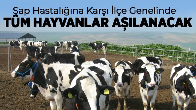 Şap Hastalığına Karşı İlçedeki Tüm Hayvanlar Aşılanacak