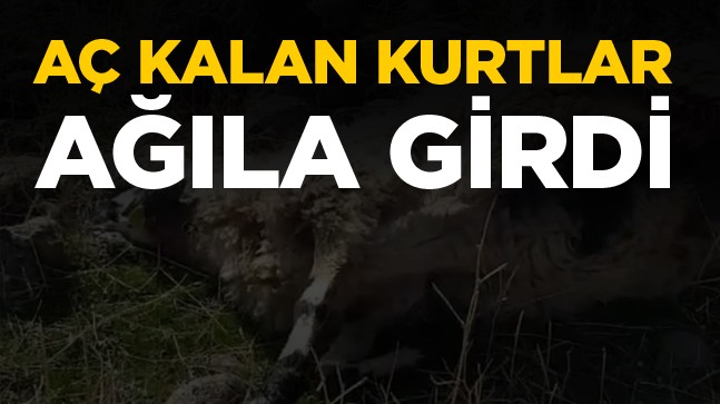 Karapınar İlçesinde Aç Kalan Kurtlar Ağıla Girdi. 4 Koyun Telef Oldu