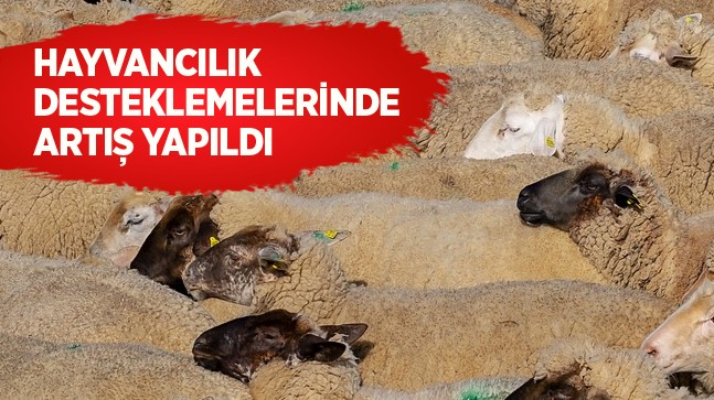 Hayvancılık Desteklemelerinde Yüzde 150’ye Varan Artış Yapıldı