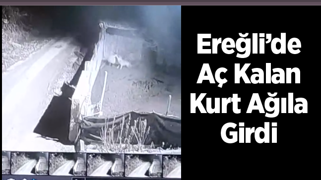 Aç Kalan Kurt Ağıla Girdi, Koyunlara Saldırdı