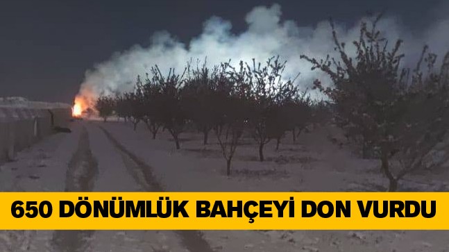 650 Dönümlük Badem Bahçesini Don Vurdu