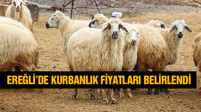 Ereğli İçin Kurbanlık Fiyatları Açıklandı. İşte Belirlenen Fiyatlar