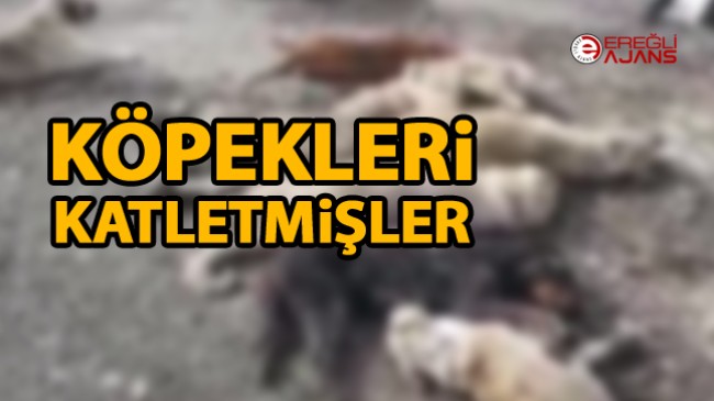 Ereğli’de Açık Arazide Katledilmiş Halde Köpekler Bulundu.