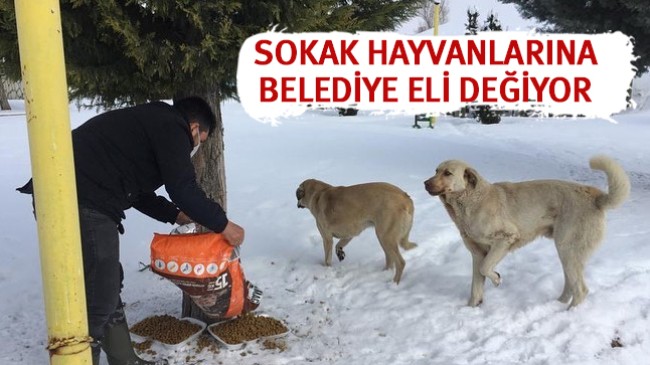 Belediye Ekipleri Sokak Hayvanları İçin Yem Bıraktı