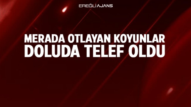 Merada Otlayan 500 Koyundan 58’i Dolu ve Fırtınada Telef Oldu