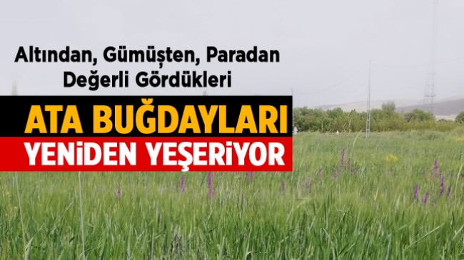 Kuşaklarında, Kemerlerinde, Kol Manşetlerinde Getirdikleri Buğdaya Yeniden Hayat Veriyorlar