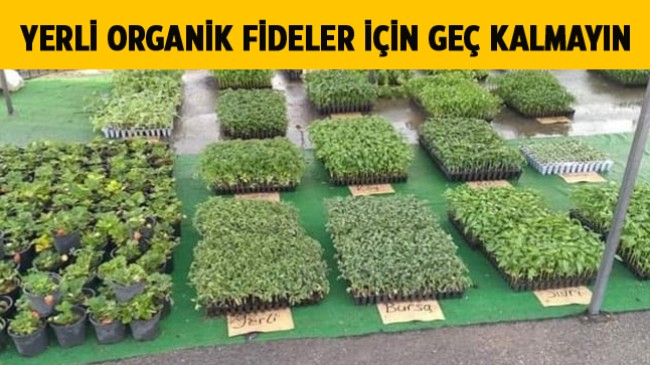 Bahçeler İçin Orijinal ve Garantili Fideler Sizleri Bekliyor