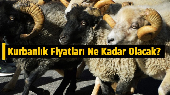 Bu Yıl Kurbanlık Fiyatları Cep Yakacak