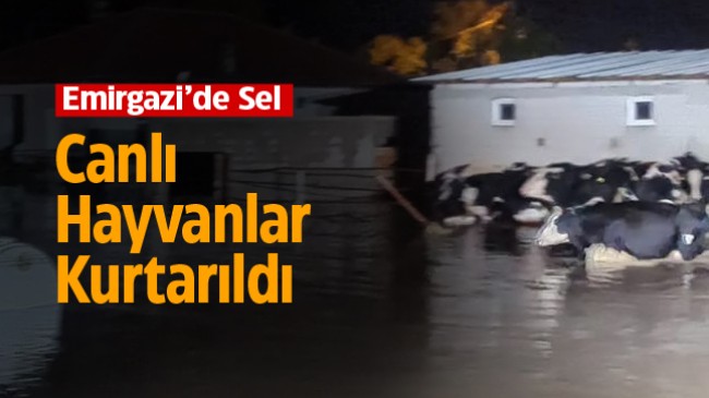 Emirgazi’de Belediye Ekiplerinin Sel İle Yoğun Mücadelesi. Canlı hayvanlar Kurtarıldı