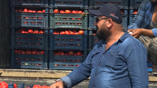 Domates Üretiminde Söz Sahibi Olan Ereğli’de Hasat Başladı. İlk Ürünler Toplanıyor