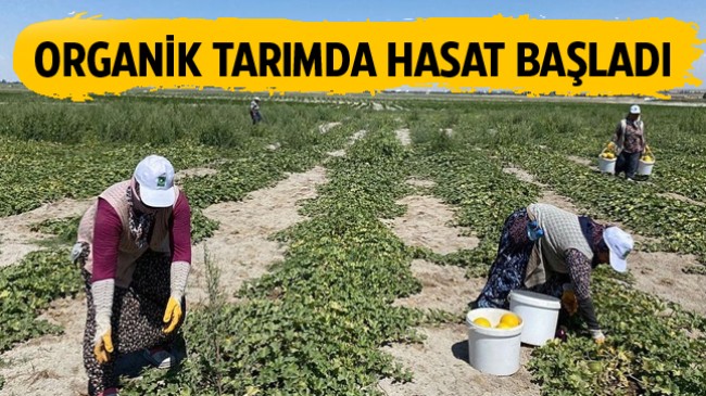 Ereğli Belediyesi, Organik Tarım Alanında Hasat Yapmaya Başladı