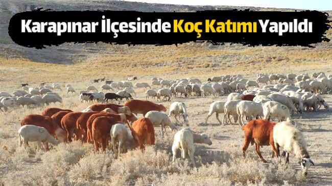 Unutulmaya Yüz Tutmuş Olan Koç Katımı Etkinliği, Karapınar İlçesinde Gerçekleştirildi