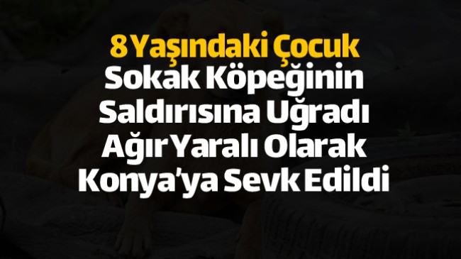 Ereğli’de Sokak Köpeğinin Saldırısına Uğrayan Çocuk Ağır Yaralandı