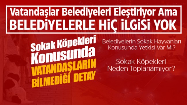 Sokak Hayvanları Konusunda Belediyeler Hedef Gösteriliyor Ama Aslında Durum Öyle Değil