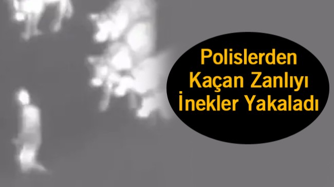 Polisin Kovaladığı Zanlıyı İnekler Kovalayarak Polisin Önüne Getirdi