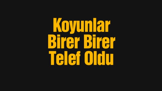 Zehirli Arpadan Yiyen Koyunlar Birer Birer Telef Oldu