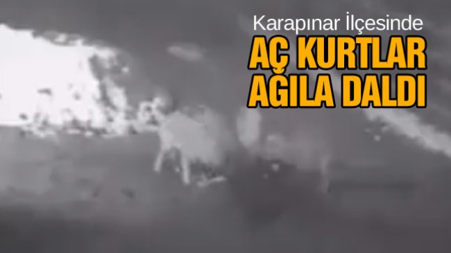 Aç Kalan Kurtlar Ağıla Daldı. 1 Büyükbaş Hayvanı Telef Etti