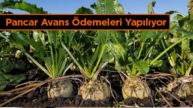 Pancar Üreticilerine Avans Ödemeleri Hesaplara Aktarılıyor