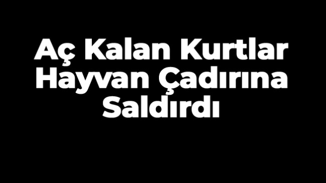 Aç Kalan Kurtlar Hayvanların Çadırına Saldırdı