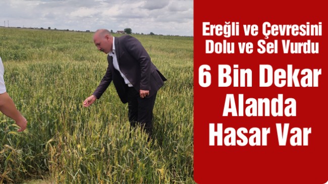 Ereğli’de 6 Bin Dekar Ekili Alanda Hasar Tespit Edildi