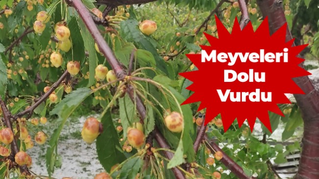 Halkapınar’da Meyve Ağaçlarını Dolu Vurdu