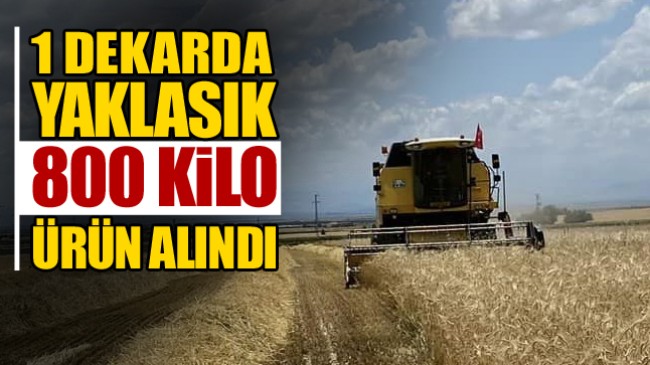 Ereğli’de İlk Arpa Hasatı Yapıldı. Rekolte Beklenenin Üstünde