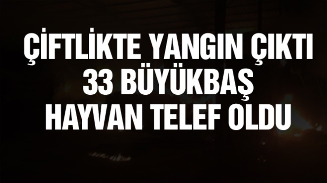 Çiftlikte Çıkan Yangında 33 Büyükbaş Hayvan Telef Oldu