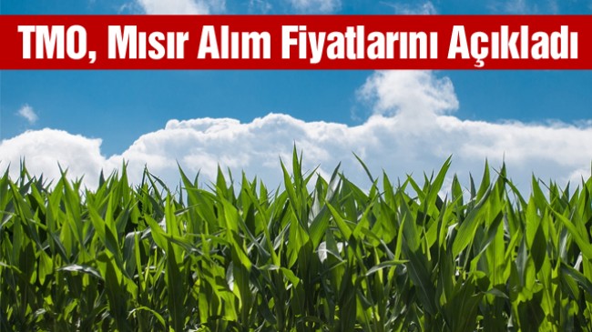 TMO, Mısır Alım Fiyatlarını Açıkladı