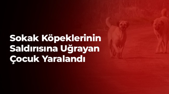 12 Yaşındaki Çocuk Sokak Köpeklerinin Saldırısına Uğradı