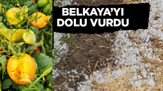 Belkaya’da Dolu Yağışı Ekili Alanlarda Hasara Neden Oldu