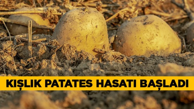 Patates Üretiminin Merkezi Niğde’de Kışlık Patates Hasatı Başladı