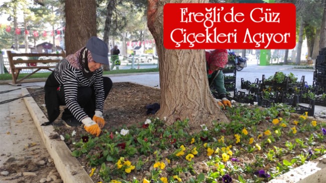 Ereğli Belediyesi, Park ve Refüjlerde Peyzaj Çalışmaları Kapsamında Çiçek Dikimleri Gerçekleştiriyor