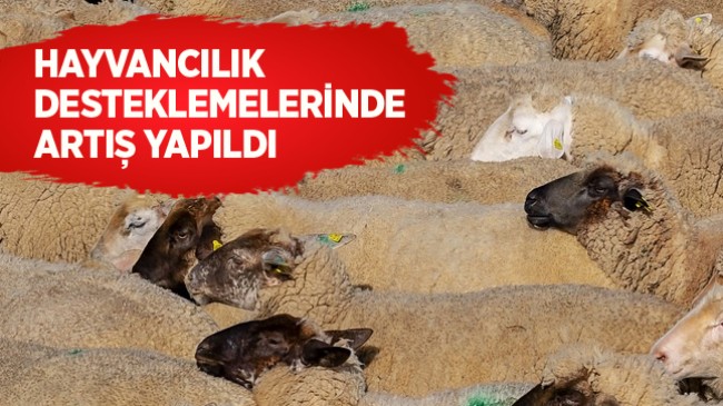 Hayvancılık Desteklemelerinde Yüzde 150’ye Varan Artış Yapıldı