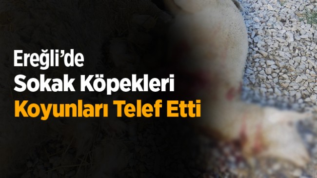 Sokak Köpekleri Ağıla Girdi. 7 Koyun Telef Oldu