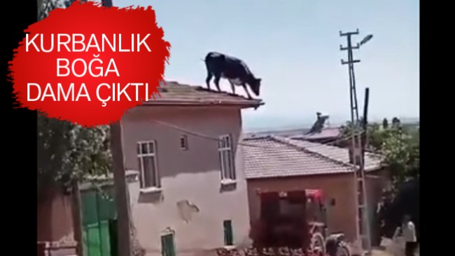 Sahibinin Elinden Kaçan Kurbanlık Boğa Çatıya Çıktı. Güçlükle Yakalanabildi.