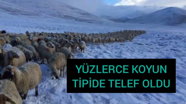 Yüzlerce Koyun Tipide Telef Oldu