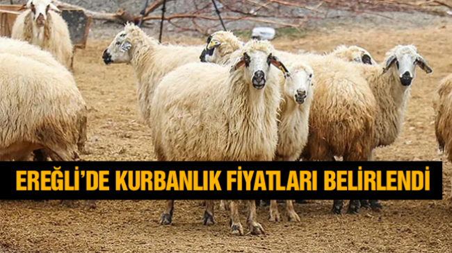 Ereğli İçin Kurbanlık Fiyatları Açıklandı. İşte Belirlenen Fiyatlar
