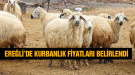 Ereğli İçin Kurbanlık Fiyatları Açıklandı. İşte Belirlenen Fiyatlar